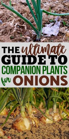 the ultimate guide to companion plants for onions and onion growing in your garden or yard