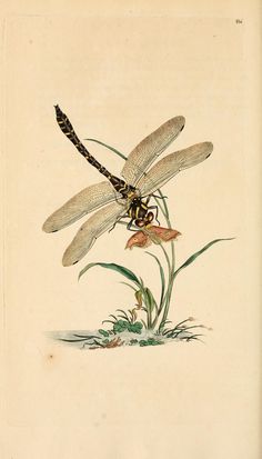 a drawing of a dragonfly sitting on top of a plant