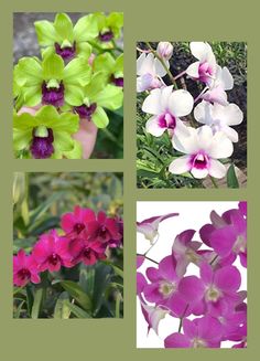 four different types of orchids are shown in this image, including pink and green