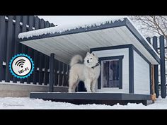 a white dog standing on top of a snow covered roof next to a building with a wifi logo