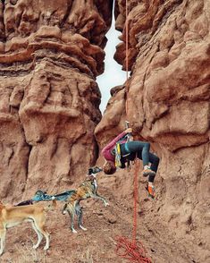 a man climbing up the side of a mountain next to two dogs on a rope