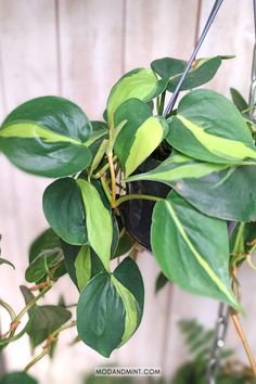 a potted plant with green leaves hanging from it