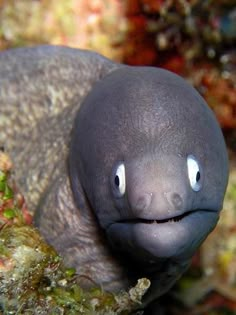 a close up of a very cute looking animal with big eyes and an odd look on its face