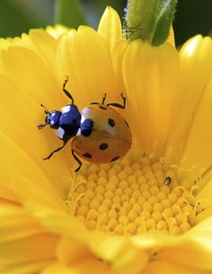 a lady bug sitting on top of a yellow flower