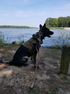 a german shepherd dog sitting on the ground next to a body of water with trees in the background