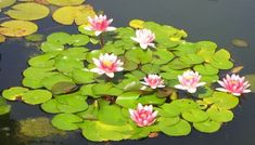 pink water lilies floating on top of lily pads