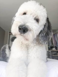 a white dog sitting on top of a bed