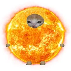 an animal is standing in the center of a sun