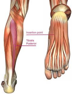 Aches and pains in the heel, or in the bottom of the foot, can be very challenging. It can stop the best of us from walking, running, or playing sports. Plantar - pertaining to the bottom of the foot. Fasciitis - inflammation of the fascia. Myofascial release refers to the manual massage technique for stretching the fascia and releasing bonds between fascia, integument, and muscles with the goal of eliminating pain, increasing range of motion and equilibrioception. Fascial Release, Tibialis Posterior, Yoga Anatomy, Human Body Anatomy, Trigger Point, Muscle Anatomy, Myofascial Release, Human Anatomy And Physiology, Sports Massage