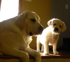 two white dogs sitting on top of a carpeted floor next to each other in front of a window