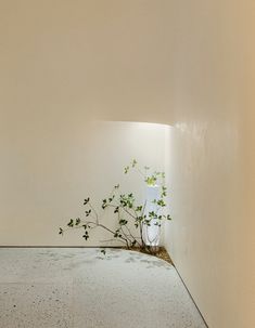 a plant is growing out of the ground in a white walled room with concrete flooring