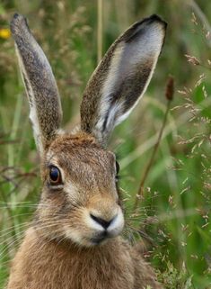 a brown rabbit is sitting in the grass and looking at something with his ears up