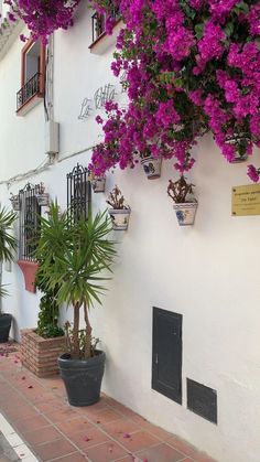 purple flowers growing on the side of a white building