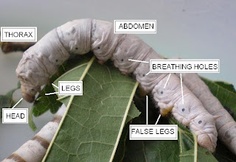 the parts of a caterpillar on a leaf