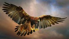 a large bird flying through the air with it's wings spread wide open in front of a cloudy sky