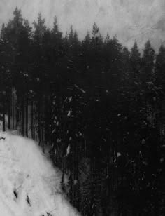 a black and white photo of trees in the snow