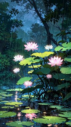 pink water lilies floating on top of lily pads in the rain