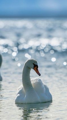 a white swan floating on top of a body of water next to the ocean under a blue sky