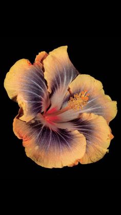 a yellow and purple flower on a black background