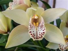 an orchid plant with yellow and white flowers in it's blooming stages, close up