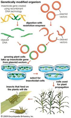 the life cycle of plants and animals in an animal - like environment, including germs