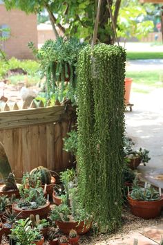 many potted plants are on the ground outside