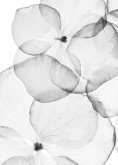 black and white photograph of three flowers