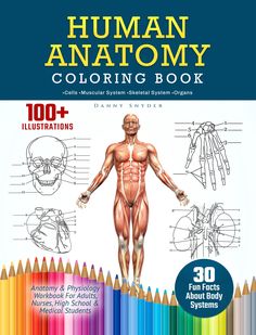 the human anatomy coloring book is shown with colored pencils and an image of a man's torso