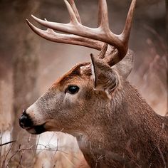 a close up of a deer with antlers on it's head in the woods