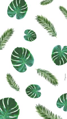 green tropical leaves on a white background