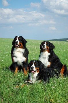 three dogs are sitting in the grass together