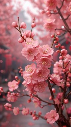 pink flowers are blooming on the tree