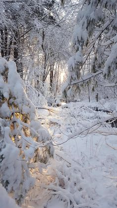 the sun is shining through the snow covered trees