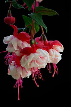 pink and white flowers hanging from a plant