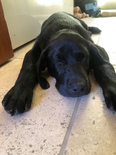 a black dog laying on the floor with his head resting on it's paws