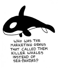 an orca whale with the caption who was the marketing genius that called them killer whales instead of sea - pandas?