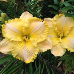 two yellow flowers with green leaves in the background