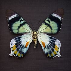 a blue and white butterfly sitting on top of a black surface