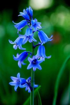 the blue flowers are blooming in the garden