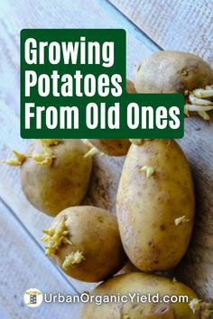 potatoes with the words growing potatoes from old ones on them and an image of some