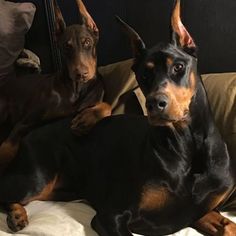 two doberman dogs laying on top of a bed