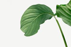 a large green leaf is shown against a white background