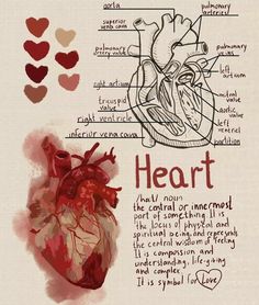 a drawing of the human heart and its functions