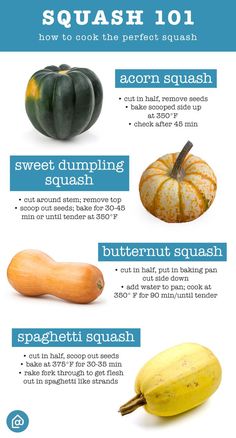 squash 101 how to cook the perfect squash info graphic guide for beginners and experienced gardeners