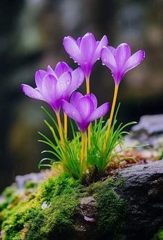 three purple flowers growing out of the moss