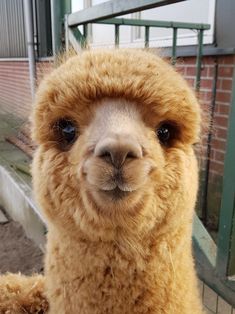 an alpaca looking at the camera while standing in front of a building