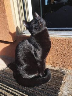 a black cat sitting in front of a window