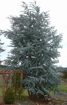 a large blue tree sitting in the middle of a yard