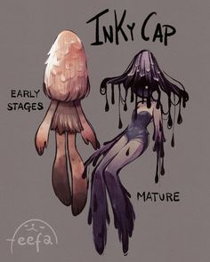 an image of a cartoon character with the caption inky cap, early stages and nature