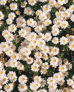 many white flowers with yellow centers in the middle